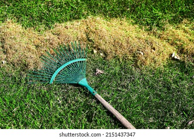 Cleaning The Lawn From Dry And Rotten Grass After Winter. Green Lawn After Winter Close-up. Spring Grass Care