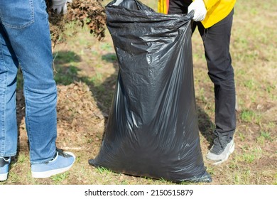 Cleaning The Leaves In A Bag. The Gardener Collects Dry Leaves. Yard Cleaning. Collecting Waste In A Bag With Your Hands.