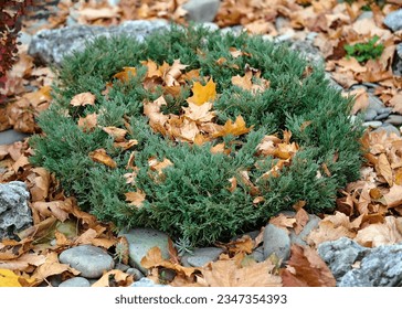 Cleaning leaves in the yard. Autumn time. Juniper bush covered with dry leaves. Juniper green bush in autumn park, close up. Yellow autumn leaves covered the juniper bush.  - Powered by Shutterstock