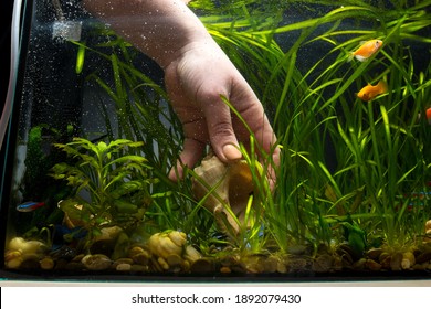 Cleaning and maintainance in aquarium. Hand picking shell in aquarium.
