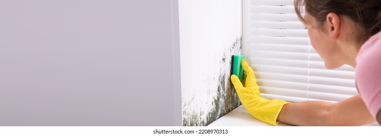 Cleaning Mold At Home. Apartment Wall Fungus Mould