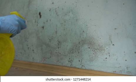 Cleaning Up Mold. Mold Remediation Chemicals, Mold Removal Products