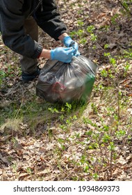 Cleaning Nature From Garbage. Environmentalist In Blue Rubber Gloves Ties A Black Plastic Bag With Trash In The Forest

