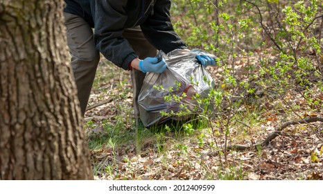 Cleaning Nature From Garbage. Environmentalist In Blue Rubber Gloves Ties A Black Plastic Bag With Trash In The Forest

