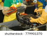 cleaning oil soaked pelican, Louisiana