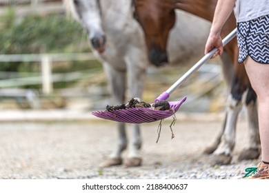 Cleaning the paddock: Focus on horse droppings on a dung fork. Equestrian scene