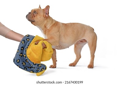 Cleaning Paws Of French Bulldog Dog With Towel Cloth On White Background