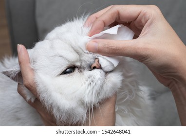 Cleaning Persian Chinchilla Cat's eyes with cotton pad. Cat's Eyes Healthy. Prevention of eyes's problem