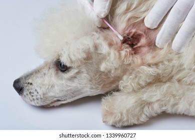 are poodles prone to ear infections