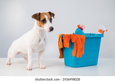 Cleaning products in bucket and jack russell terrier dog on white background.