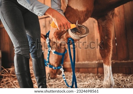 Cleaning, shoes and hands of woman and horse in barn for grooming, help and health. Equestrian, animal and foot with closeup of jockey and pet on countryside farm for blacksmith and maintenance