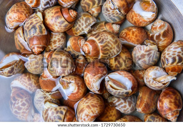 Cleaning Spiral Babylon Snail Babylonia Spirata Stock Photo 1729730650 ...