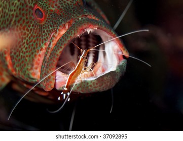 Cleaning Station With Shrimp Cleaning Grouper