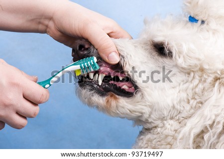 cleaning the teeth of a dog