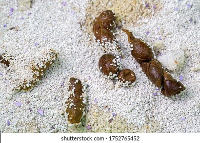 Cleaning Toilet Cat Sand Cat Cat Stock Photo 1752765452 | Shutterstock