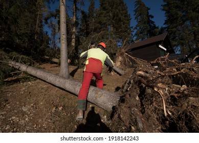 Cleanup Work After A Storm, Tree Damage In The Forest