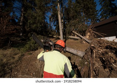 Cleanup Work After A Storm, Tree Damage In The Forest