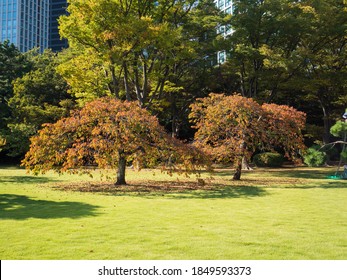 Hamarikyu Gardens High Res Stock Images Shutterstock