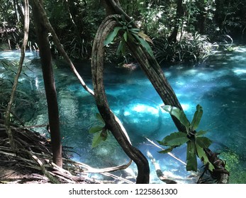Clear blue cold water in Kali Biru river Raja Ampat West Papua Indonesia, surrounding by natural forest