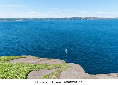 A clear blue ocean with a large black and white humpback whale feeding on a school of capelin. The view is from a rocky cliff looking down into the water. The mammal is swimming close to shore. - Powered by Shutterstock