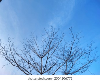 A clear blue sky with bare tree branches reaching upward. The image captures the contrast between the vibrant sky and the intricate, leafless branches, creating a simple and serene scene. - Powered by Shutterstock