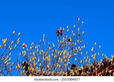 Clear Blue sky with beautiful red magnolia flower or Magnolia liliiflora or red baron with lots of  flowers bud  - Powered by Shutterstock