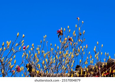 Clear Blue sky with beautiful red magnolia flower or Magnolia liliiflora or red baron with lots of  flowers bud  - Powered by Shutterstock