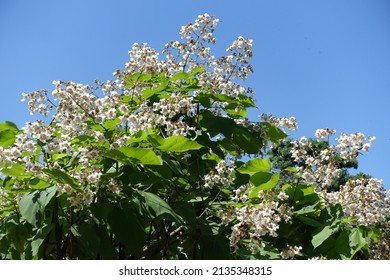 Clear blue sky and flowering branches of catalpa tree in June
