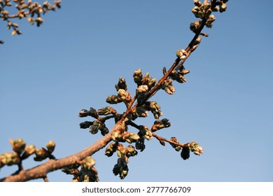Clear blue sky frames a tree branch. Small, clustered buds adorn the branch. Sunlight highlights tender growth. Spring renewal is visible here. Ideal for nature themes