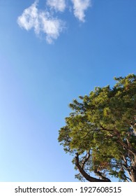 Clear blue sky with a little clouds and upper part of pine.