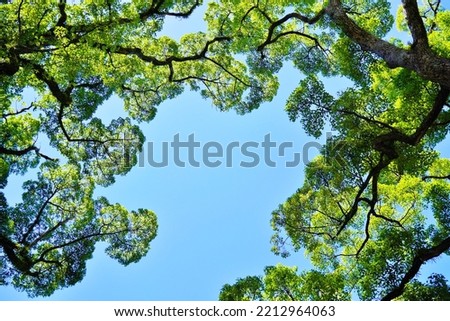 A clear blue sky seen through the leaves of a camphor tree looking up from below