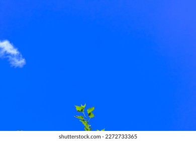 clear and bright blue sky for background. sky background with empty space for design. abstract natural background. negative space. low angle, no people.