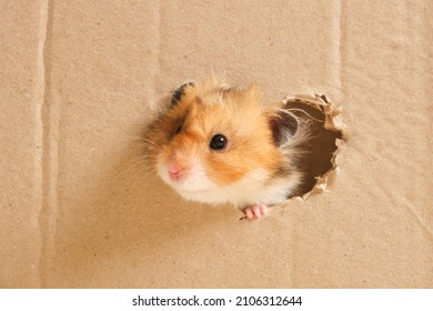 clear and detailed image of cute fluffy tri-color long-haired syrian hamster peeking out of a hole in cardboard, heart-shaped hole, love for rodents copy space