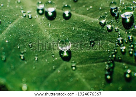 clear dewdrops on the taro leaves. Scientific name Colocasia esculenta. macro