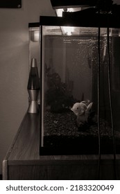 A Clear Fish Tank On Top Of A Child’s Bedroom Dresser Is Displayed In This Photo. The Fish Within The Tank Happily Swims Toward The Camera