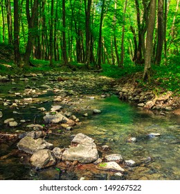 Clear Forest Brook With Stones And Tree Roots