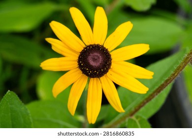 A clear frontal view of a fully expanded yellow Rudbeckia flower showcasing symmetrical petals surrounding a dark brown center.