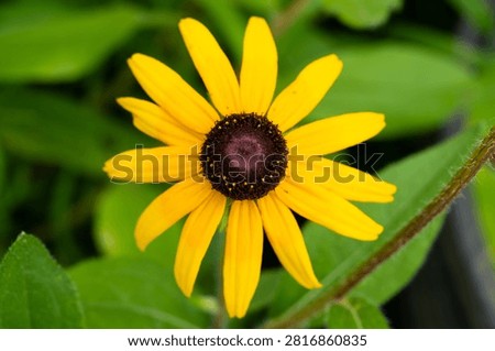 A clear frontal view of a fully expanded yellow Rudbeckia flower showcasing symmetrical petals surrounding a dark brown center.