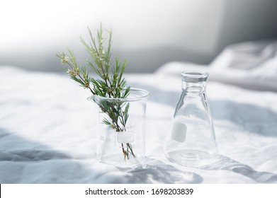 Clear Glass Beaker And Flask With Herbal Plant On White Fabric With Window Natural Light For Cosmetic Science Research Background