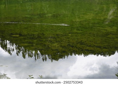 Clear green mountain lake in Austria - Powered by Shutterstock