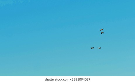 A clear  landscape view on a group Canada goose migrating  to the south - Powered by Shutterstock