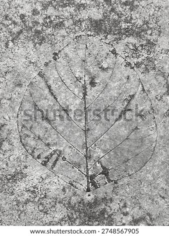 Clear Leaf Imprint Pattern On Old Weathered Concrete Surface