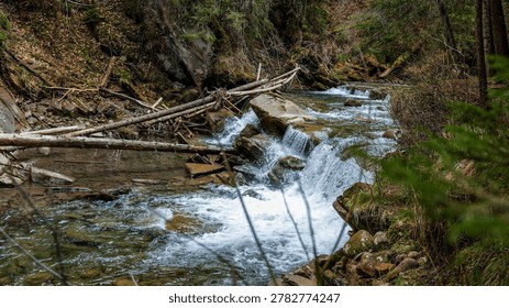 A clear mountain river flows through a dense woodland, creating small waterfalls amidst natural debris and mossy stones