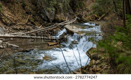 A clear mountain river flows through a dense woodland, creating small waterfalls amidst natural debris and mossy stones