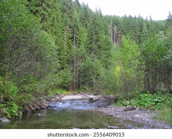 Clear mountain stream flowing through a lush forest