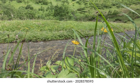 A clear mountain stream flows along a rocky bed. On the banks of the lush green grass, yellow wildflowers. A deciduous forest is visible in the distance. Kamchatka - Powered by Shutterstock