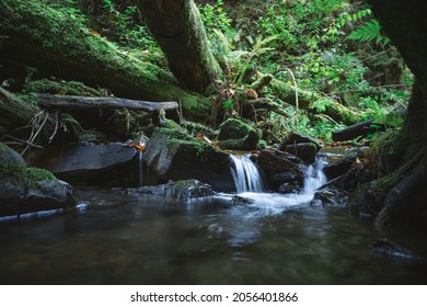 Clear mountain stream in the lush forest. Wilderness scene with pure water, trees roots, lush moss and fern leaves . Nature backgtround - Shutterstock ID 2056401866