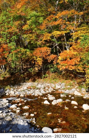 Clear Mountain Stream Surrounded by Autumn Foliage in Oku-Aizu