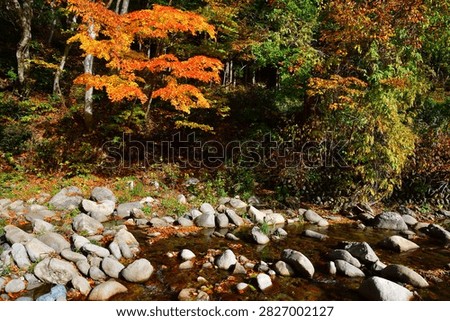Clear Mountain Stream Surrounded by Autumn Foliage in Oku-Aizu