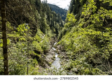 Clear mountain stream winding through a narrow gorge with lush vegetation and steep forested canyon walls
